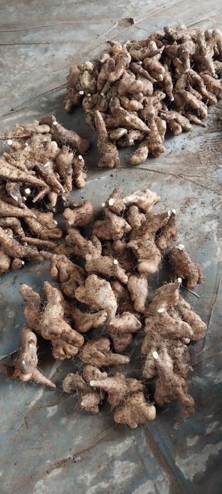 낙엽교목류15665님의 2025년, 농사계획은 어떻게 되시나요? · 참여글 작성글 사진