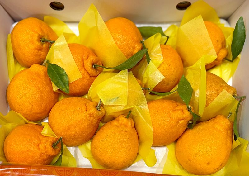 농부손녀님의 장터 판매 상품 [[가격인하] 귤폭탄 과즙 발랄한 한라봉] 첨부 사진