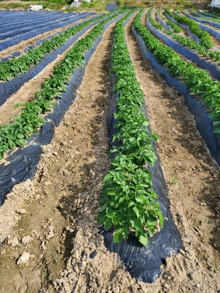 최남옥님의 2025년, 농사계획은 어떻게 되시나요? · 참여글 작성글 사진