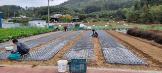 김길수님의 2025년, 농사계획은 어떻게 되시나요? · 참여글 작성글 사진