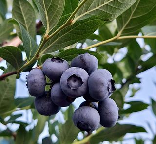 농부손녀님의 작성글 사진