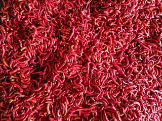 최남옥님의 2025년, 농사계획은 어떻게 되시나요? · 참여글 작성글 사진