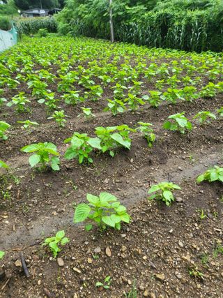 남병목님의 2025년, 농사계획은 어떻게 되시나요? · 참여글 작성글 사진