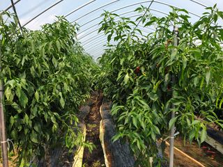 최상범님의 2025년, 농사계획은 어떻게 되시나요? · 참여글 작성글 사진