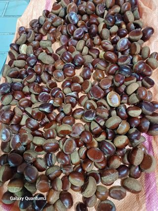 오금식(대청농원)님의 2025년, 농사계획은 어떻게 되시나요? · 참여글 작성글 사진