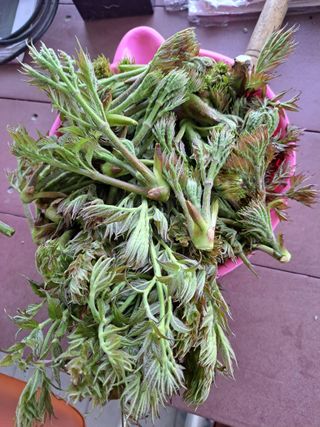 귀산촌님의 2025년, 농사계획은 어떻게 되시나요? · 참여글 작성글 사진