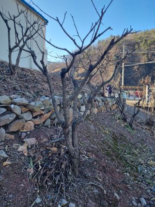 김용대님의 자유주제 · 자유게시판 작성글 사진