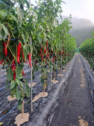 귀산촌님의 2025년, 농사계획은 어떻게 되시나요? · 참여글 작성글 사진