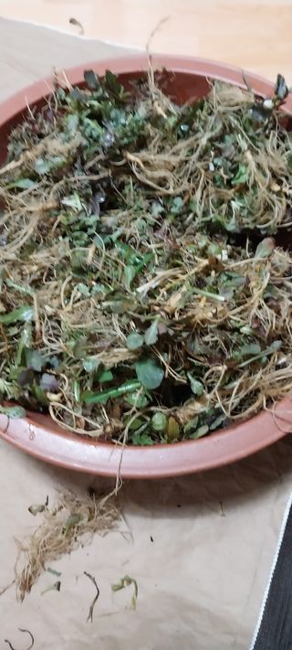 낙엽교목류15665님의 2025년, 농사계획은 어떻게 되시나요? · 참여글 작성글 사진