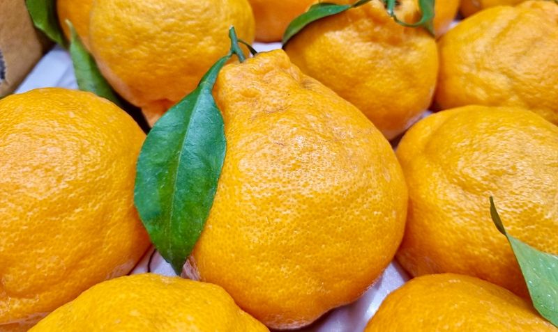 농부손녀님의 장터 판매 상품 [[가격인하] 귤폭탄 과즙 발랄한 한라봉] 첨부 사진