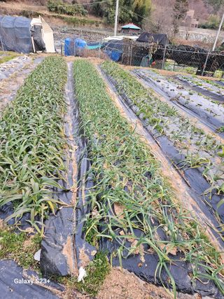 정채곤님의 2025년, 농사계획은 어떻게 되시나요? · 참여글 작성글 사진