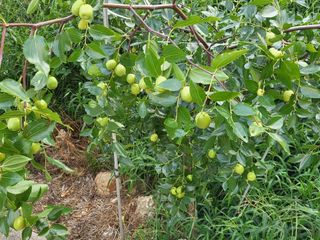 김상구님의 2025년, 농사계획은 어떻게 되시나요? · 참여글 작성글 사진