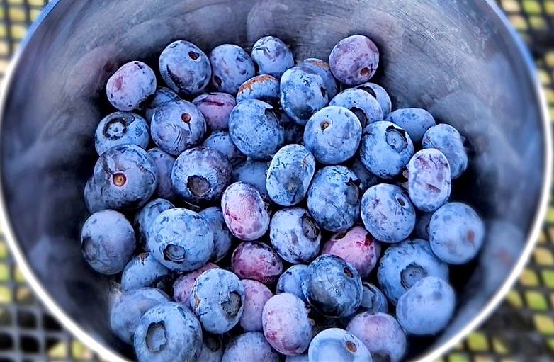 농부손녀님의 장터 판매 상품 [(슈퍼푸드) 세계 10대 과일 생블루베리 ] 첨부 사진