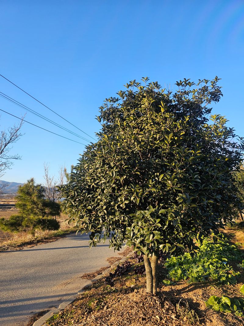 장터 상품 [은목서 / 조경수 판매] 썸네일