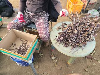 일심묘목농원님의 자유주제 · 자유게시판 작성글 사진