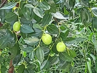 김상구님의 2025년, 농사계획은 어떻게 되시나요? · 참여글 작성글 사진