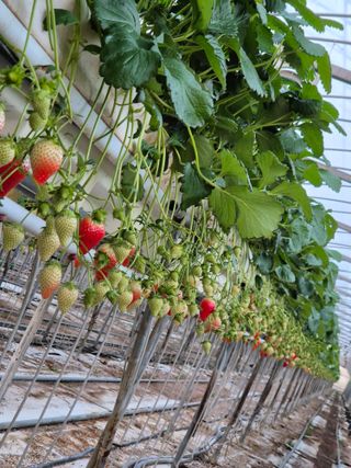 논산. 이순자님의 2025년, 농사계획은 어떻게 되시나요? · 참여글 작성글 사진