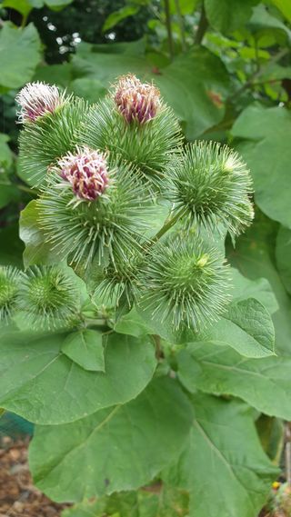 마늘양파참님의 2025년, 농사계획은 어떻게 되시나요? · 참여글 작성글 사진