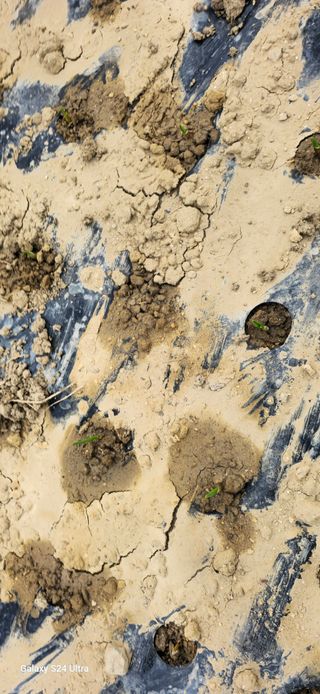 박해용(세건농장)님의 자유주제 · 자유게시판 작성글 사진