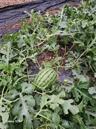 정채곤님의 2025년, 농사계획은 어떻게 되시나요? · 참여글 작성글 사진