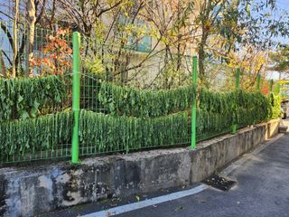 손정아님의 2025년, 농사계획은 어떻게 되시나요? · 참여글 작성글 사진