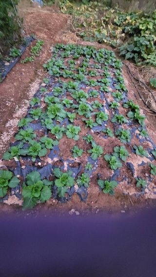 Kbd1961님의 2025년, 농사계획은 어떻게 되시나요? · 참여글 작성글 사진