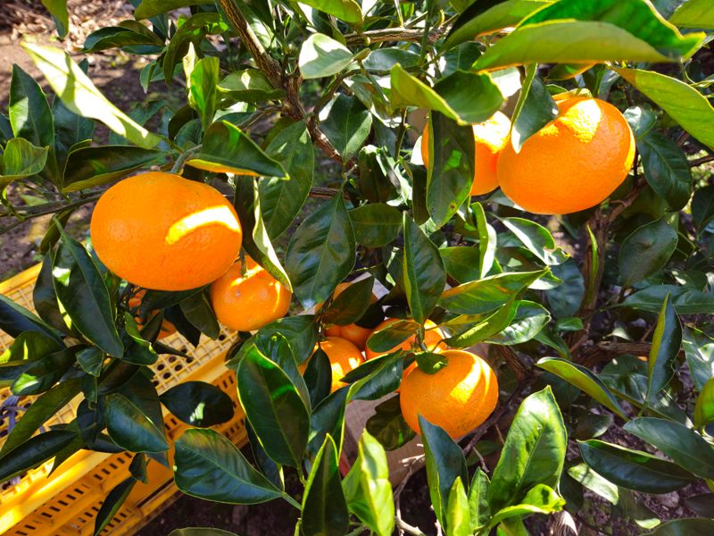 새달귤농장님의 장터 판매 상품 [(할인.한정판매)싱싱한 귤 ] 첨부 사진