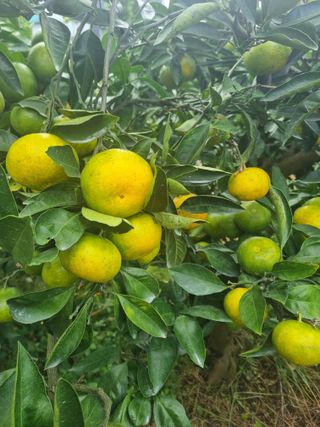 부금리(금강농원)님의 2025년, 농사계획은 어떻게 되시나요? · 참여글 작성글 사진