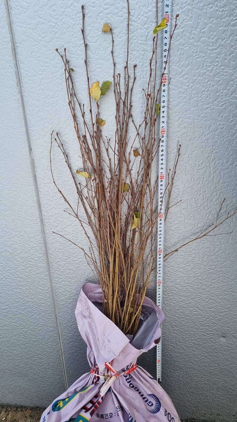 행복한나무농장님의 장터 판매 상품 [(한정수량)농장인수기념 원가나눔 이벤트 1탄 2,700원부터 분양예약중] 첨부 사진