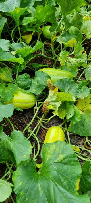 운길산님의 2025년, 농사계획은 어떻게 되시나요? · 참여글 작성글 사진