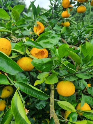 부금리(금강농원)님의 2025년, 농사계획은 어떻게 되시나요? · 참여글 작성글 사진