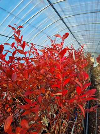 김현숙 블루베리 작두콩님의 2025년, 농사계획은 어떻게 되시나요? · 참여글 작성글 사진