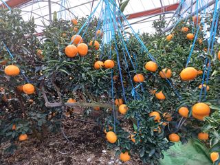 호호농장님의 귤 · 일상 작성글 사진