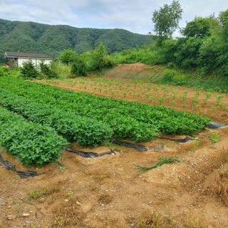 홍순원님의 2025년, 농사계획은 어떻게 되시나요? · 참여글 작성글 사진