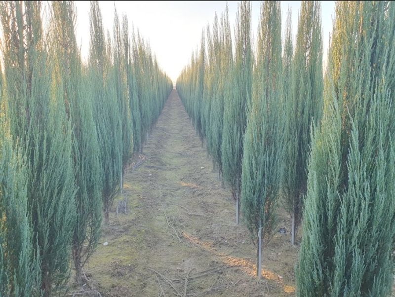 행복한나무농장님의 장터 판매 상품 [(한정수량)농장인수기념 원가나눔 이벤트 1탄 2,700원부터 분양예약중] 첨부 사진