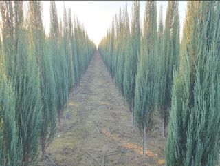 행복한나무농장님의 작성글 사진