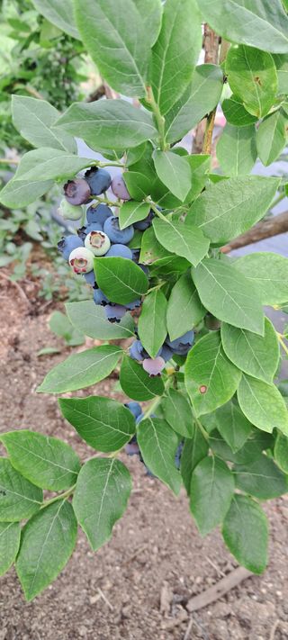 별라님의 2025년, 농사계획은 어떻게 되시나요? · 참여글 작성글 사진