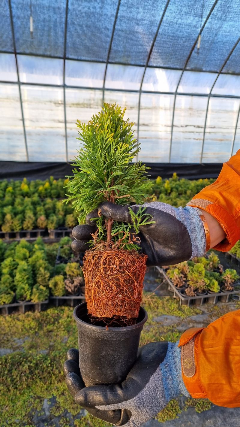 행복한나무농장님의 장터 판매 상품 [(한정수량)농장인수기념 원가나눔 이벤트 1탄 2,700원부터 분양예약중] 첨부 사진