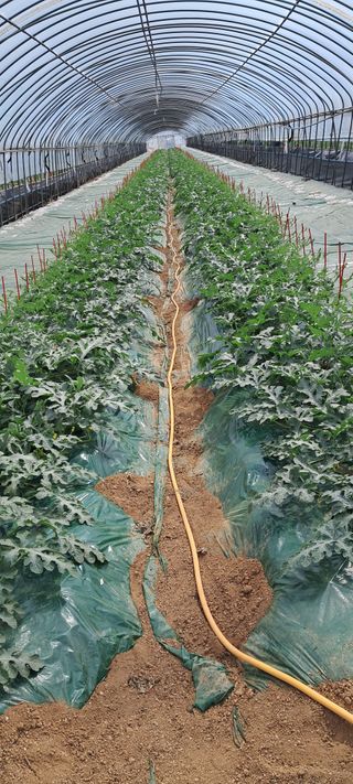 별라님의 2025년, 농사계획은 어떻게 되시나요? · 참여글 작성글 사진