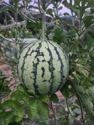 운길산님의 2025년, 농사계획은 어떻게 되시나요? · 참여글 작성글 사진