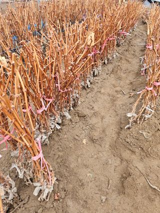 뿌리묘목농원님의 자유주제 · 자유게시판 작성글 사진