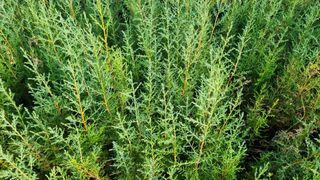 행복한나무농장님의 작성글 사진