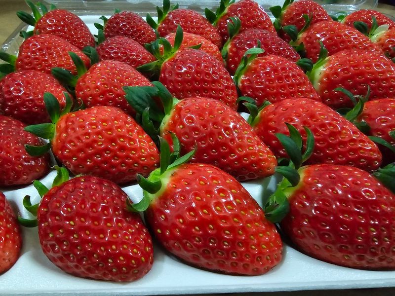 장터 상품 [금실.800g] 썸네일