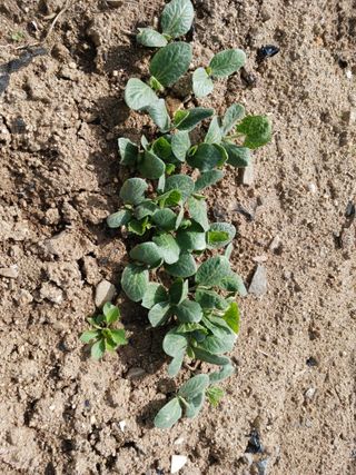 조정분(사랑이엄마)님의 2025년, 농사계획은 어떻게 되시나요? · 참여글 작성글 사진