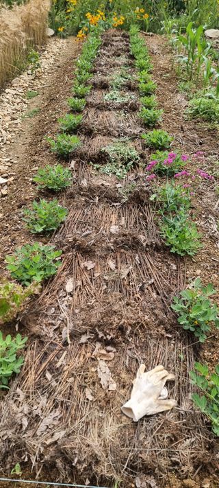 운길산님의 2025년, 농사계획은 어떻게 되시나요? · 참여글 작성글 사진