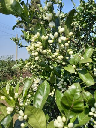 부금리(금강농원)님의 2025년, 농사계획은 어떻게 되시나요? · 참여글 작성글 사진