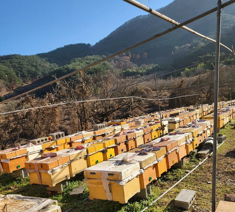 농촌광역시님의 장터 판매 상품 [[특가할인] 지리산 피아골 벌꿀 아카시아꿀 2.4kg 잡화꿀 2.4kg 밤꿀 2.4kg] 첨부 사진