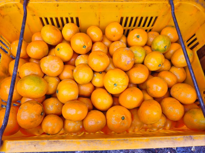 새달귤농장님의 장터 판매 상품 [(할인.한정판매)싱싱한 귤 ] 첨부 사진