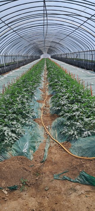 별라님의 2025년, 농사계획은 어떻게 되시나요? · 참여글 작성글 사진