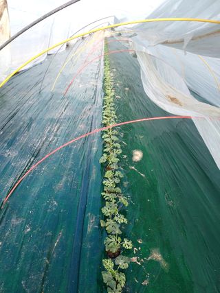 만당사님의 2025년, 농사계획은 어떻게 되시나요? · 참여글 작성글 사진